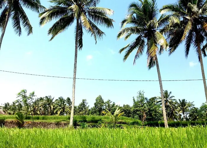 Deta Junjungan Rice Field 3*